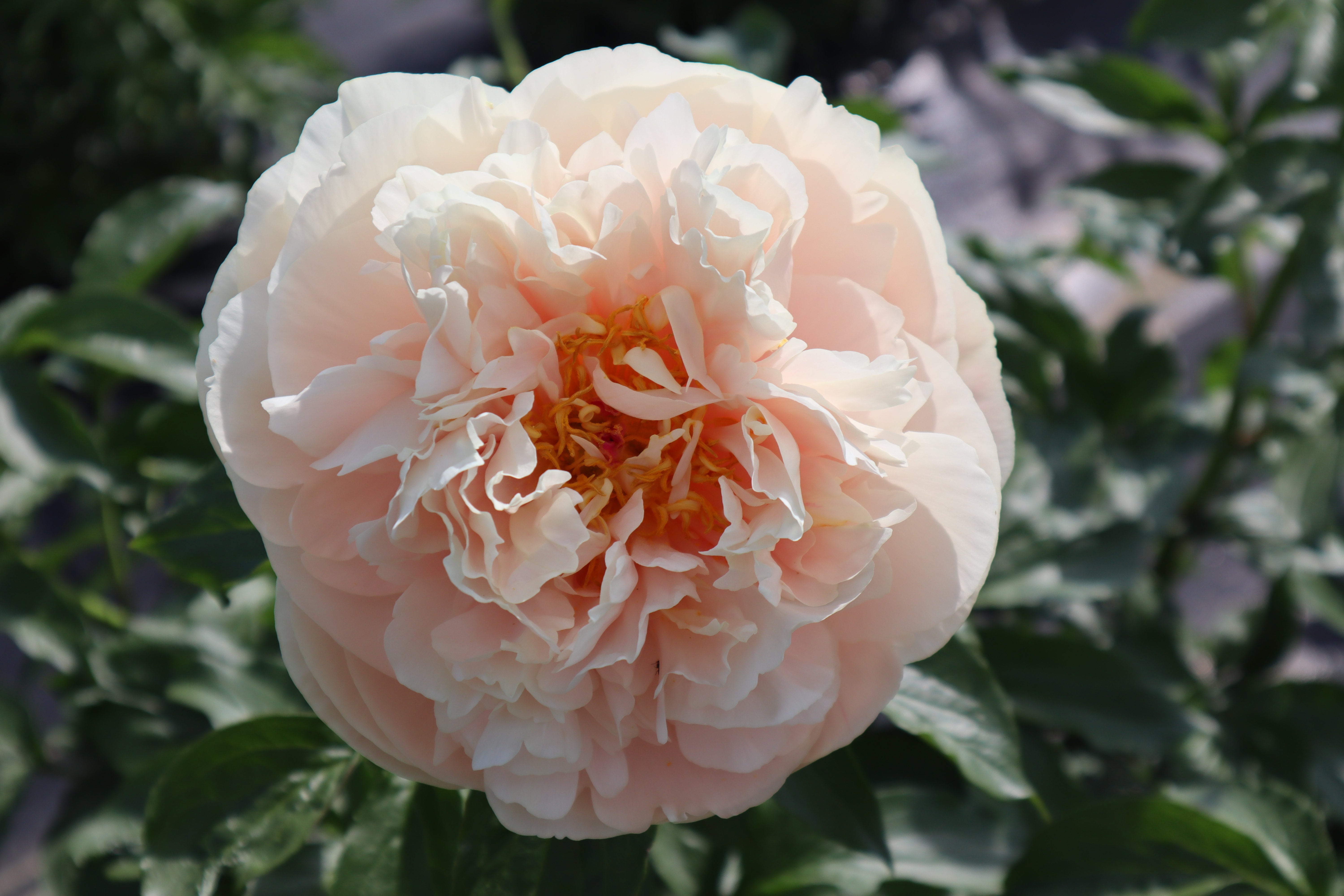 Pastelegance 3-5 Eye Division | Peony Homestead
