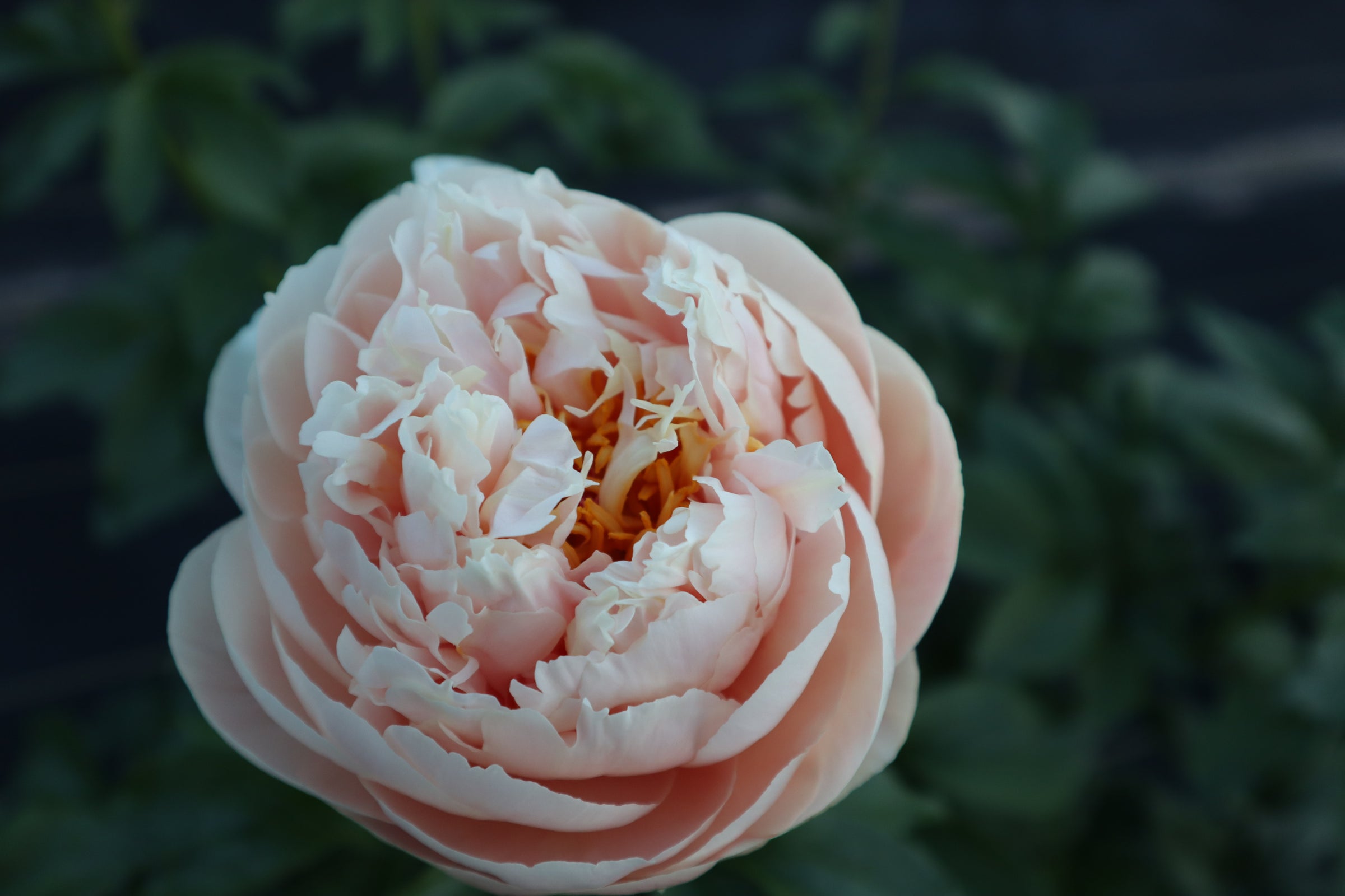 Pastelegance 3-5 Eye Division | Peony Homestead