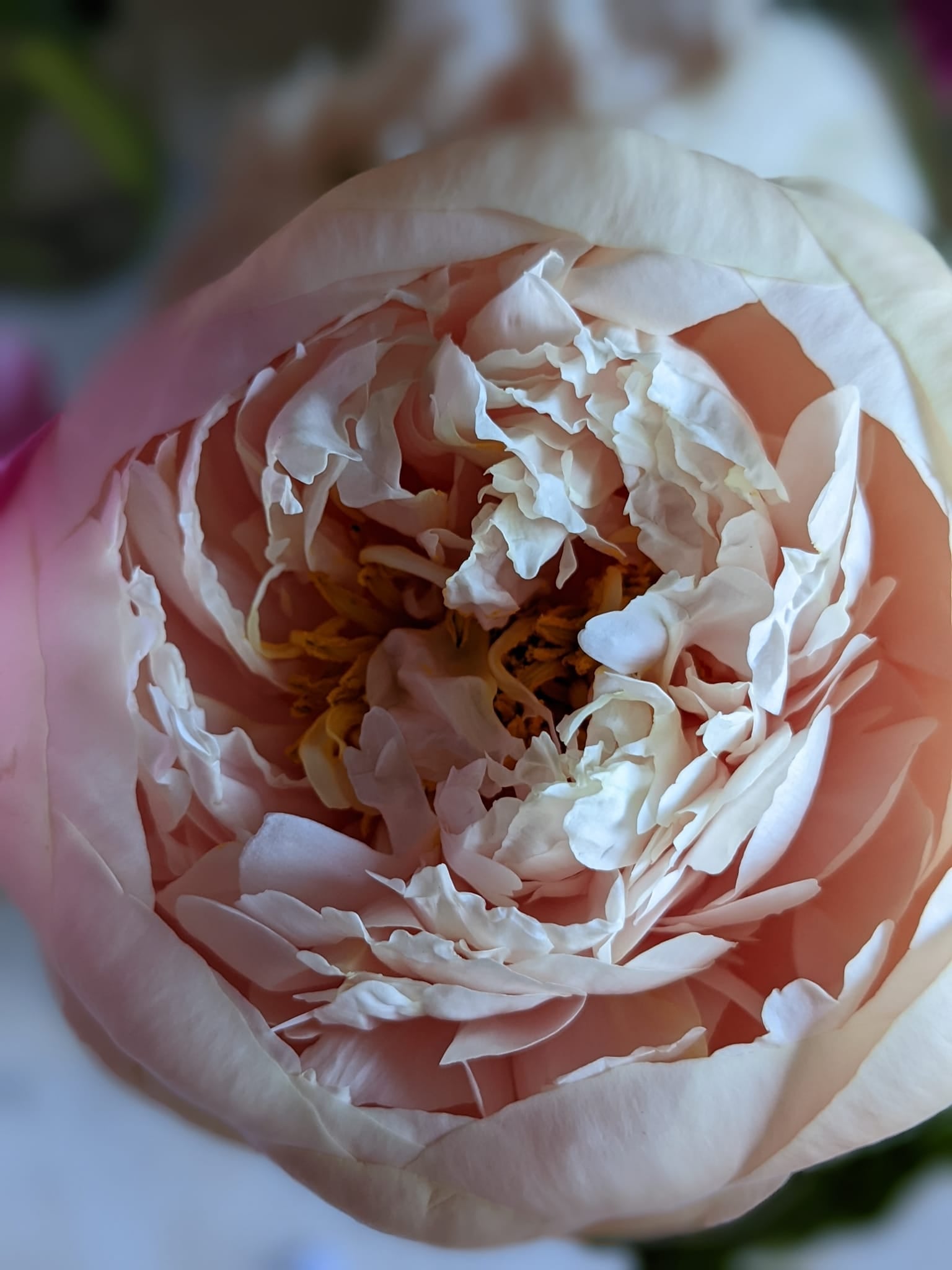 Pastelegance 3-5 Eye Division | Peony Homestead