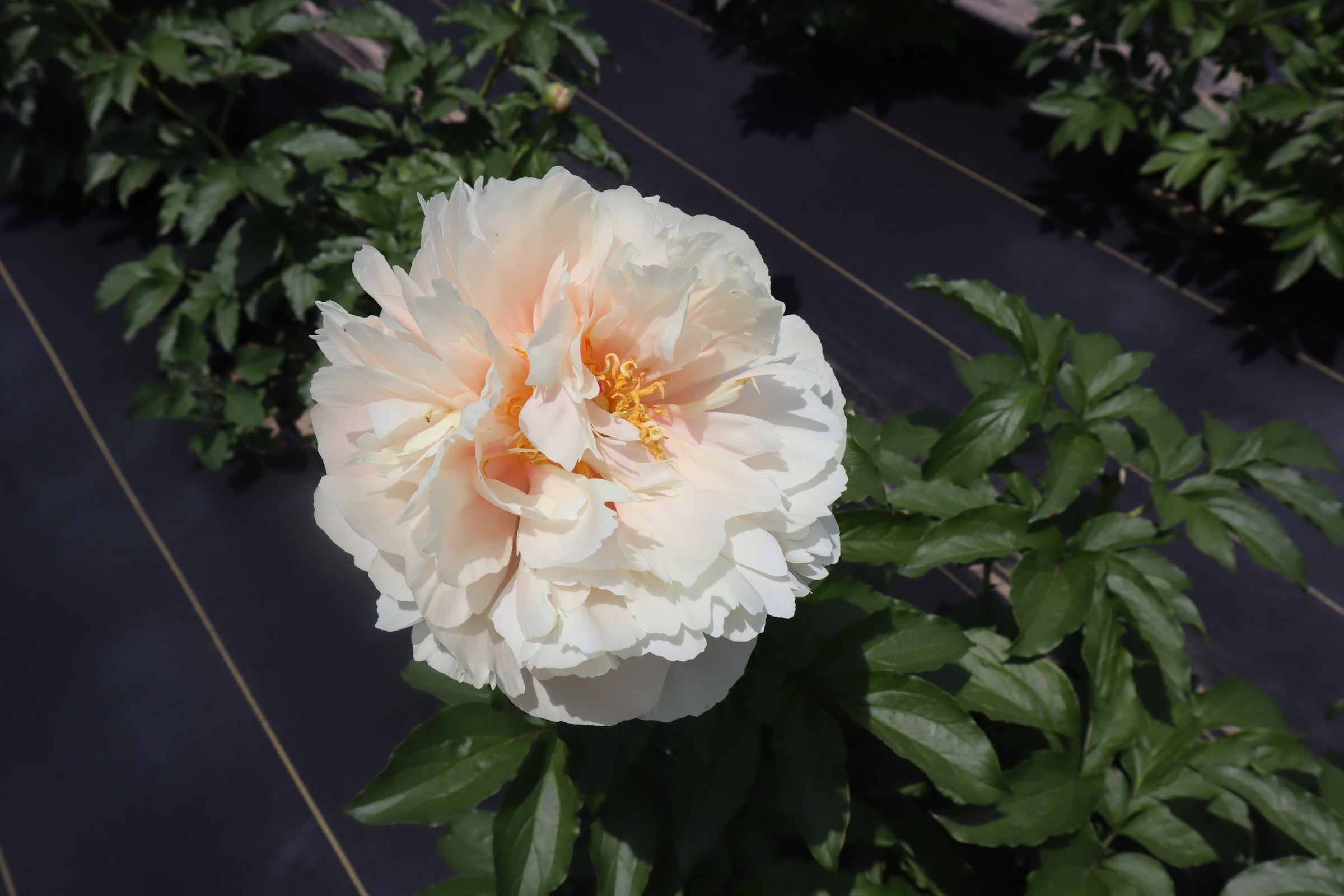Pastelegance 3-5 Eye Division | Peony Homestead