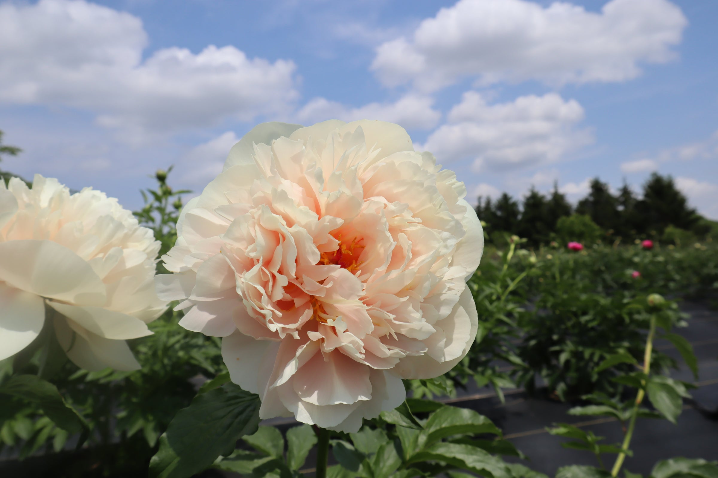 Pastelegance 3-5 Eye Division | Peony Homestead