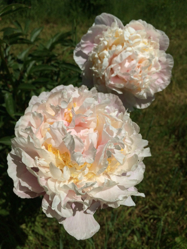 James Pillow 3-5 Eye Division | Peony Homestead