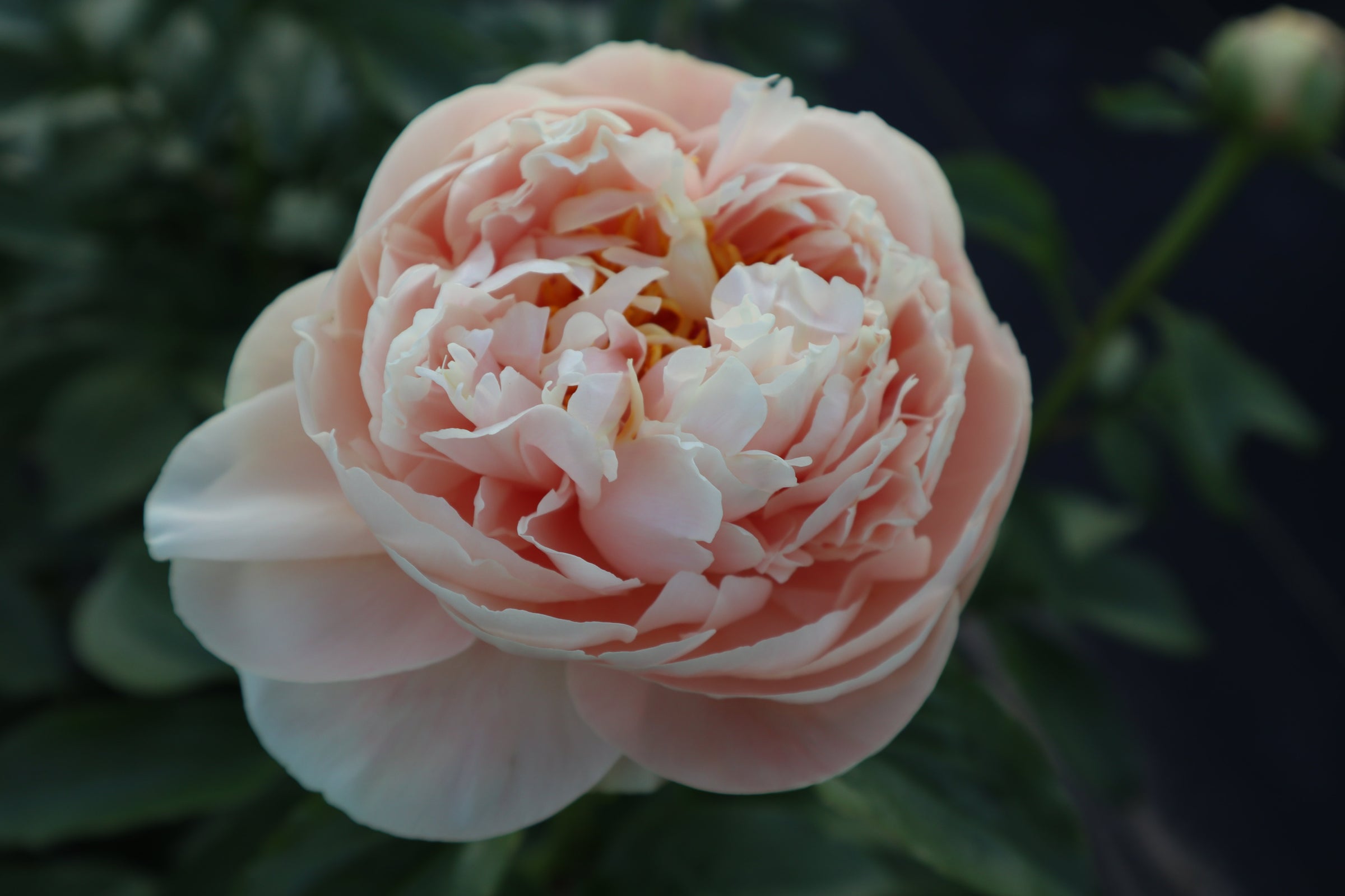 Pastelegance 3-5 Eye Division | Peony Homestead