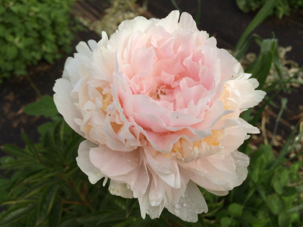 James Pillow 3-5 Eye Division | Peony Homestead