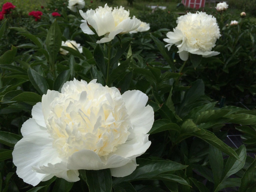Charlie's White 3-5 Eye Division | Peony Homestead