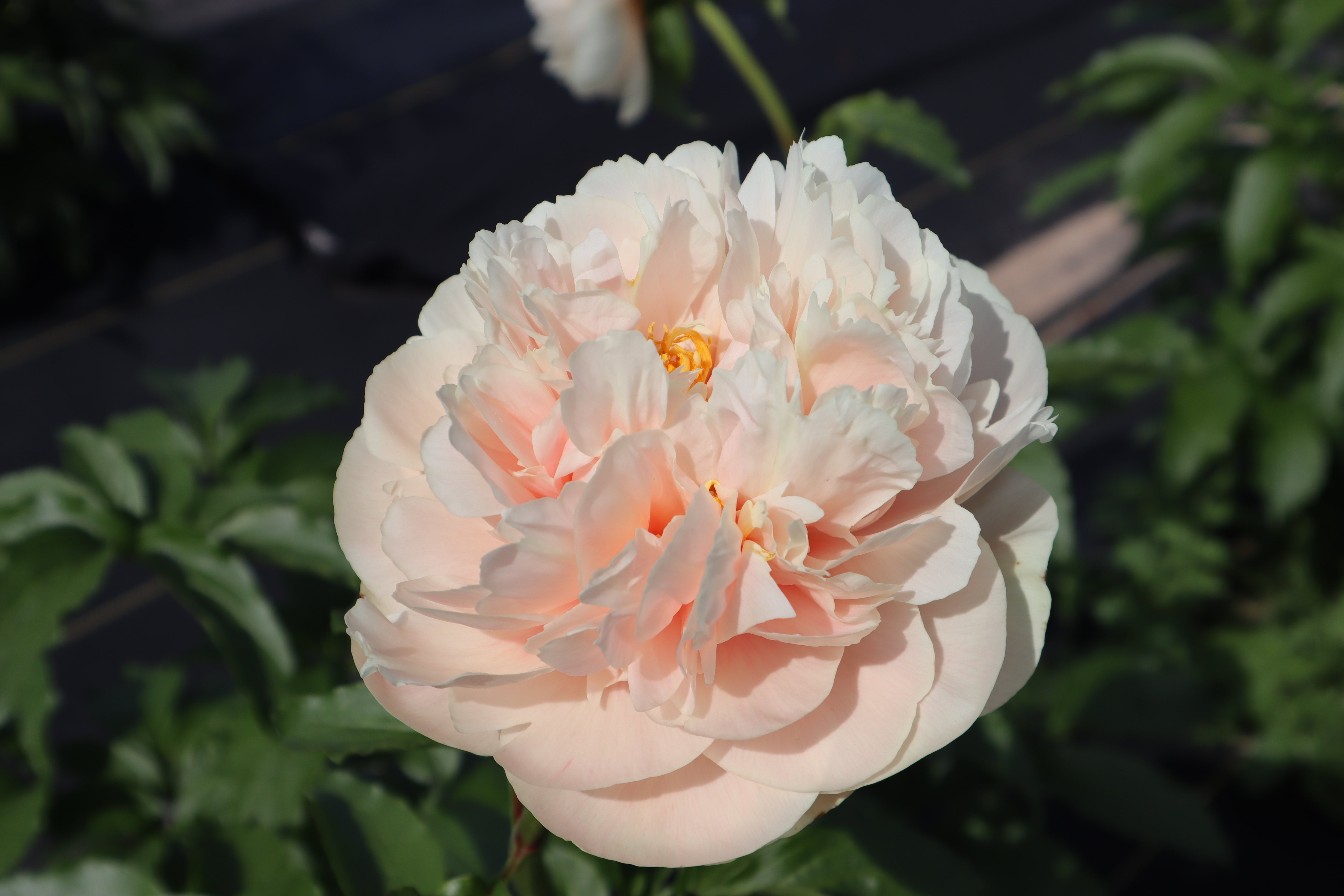 Pastelegance 3-5 Eye Division | Peony Homestead