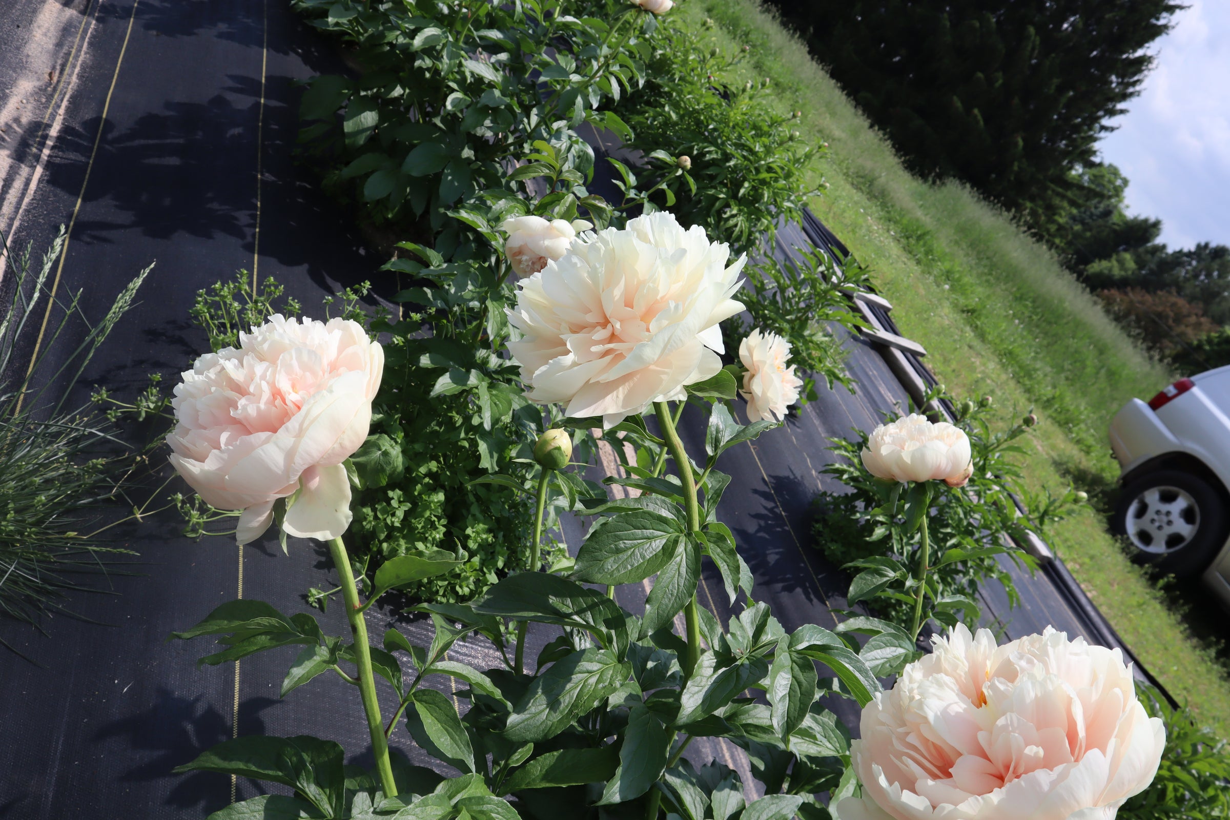 Pastelegance 3-5 Eye Division | Peony Homestead