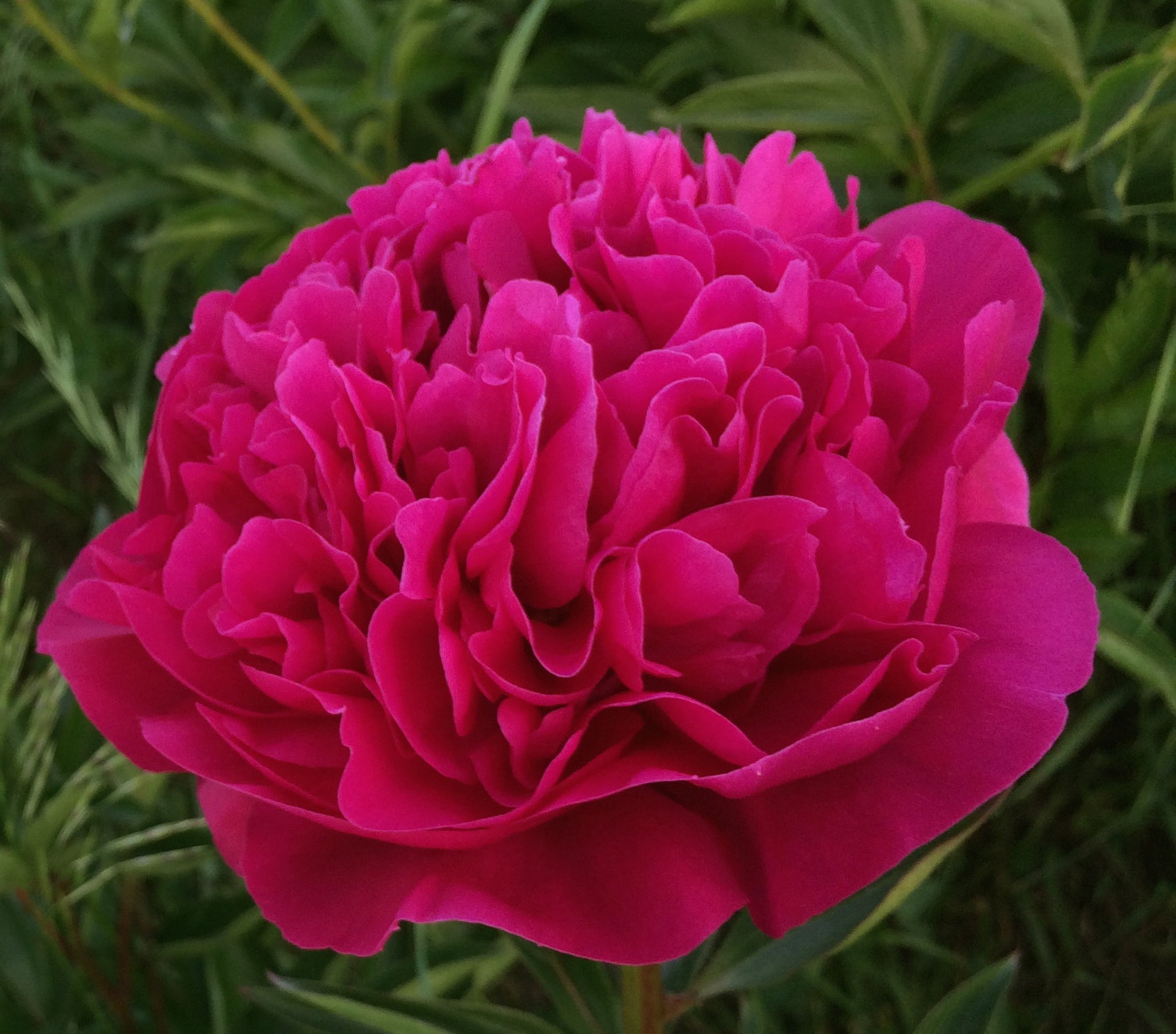 Felix Supreme 3-5 Eye Division | Peony Homestead