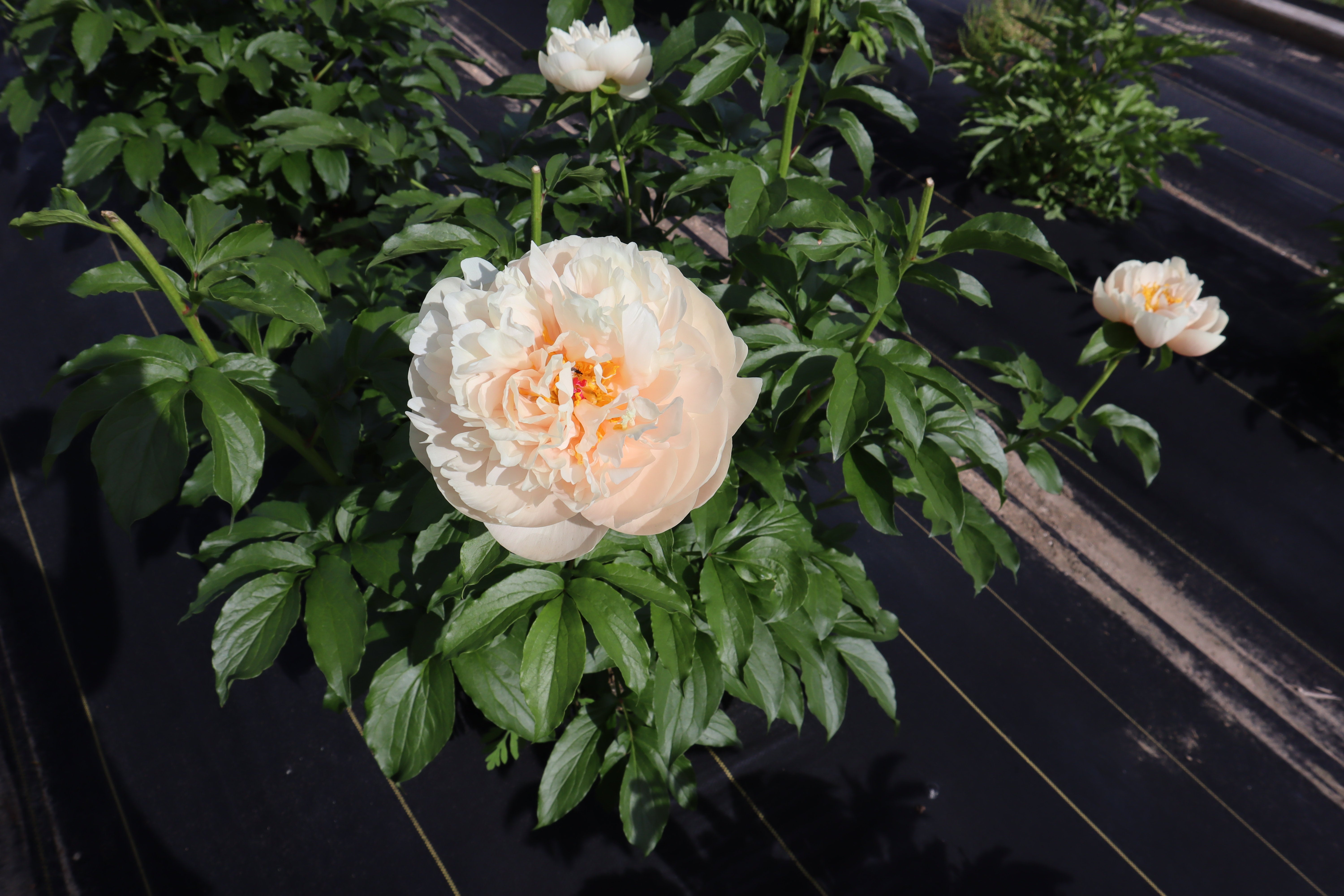 Pastelegance 3-5 Eye Division | Peony Homestead